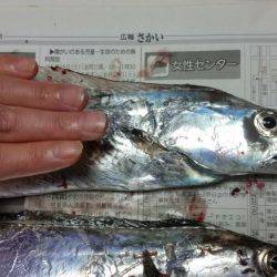 ﾃﾝﾔ引き釣り