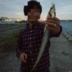 夕暮れタチウオ