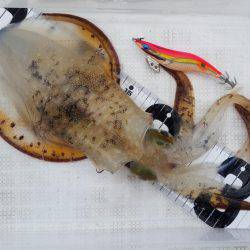 久々のマイボートエギング!!