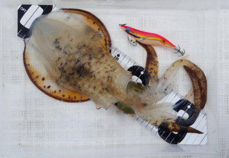 久々のマイボートエギング!!