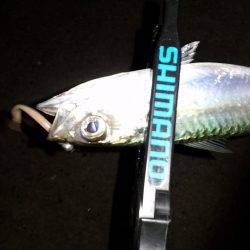 アジング調査♪