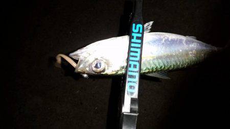 アジング調査♪