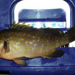 ロックフィッシュ