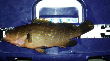 ロックフィッシュ