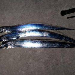 タチウオ調査！