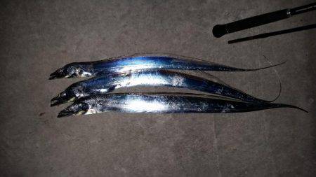 タチウオ調査！