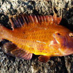 エギング中心でいってきました!