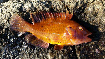 エギング中心でいってきました!