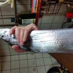 ウキ釣りとﾃﾝﾔ引き釣り