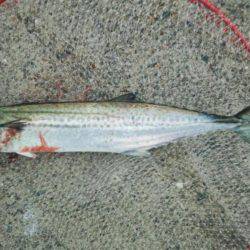 サゴシ釣れました(^^)