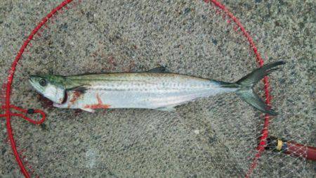 サゴシ釣れました(^^)