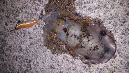 ちょい渋エギング！