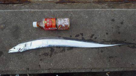 久々のタチウオ釣行