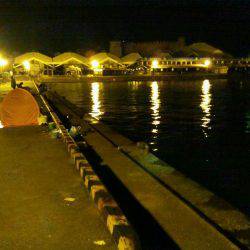 マリーナでタチウオ