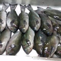 フカセでグレ！