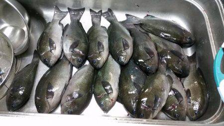 フカセでグレ！