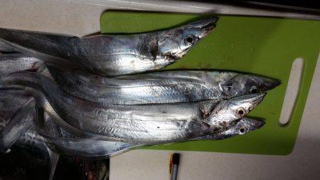 ショアジギング