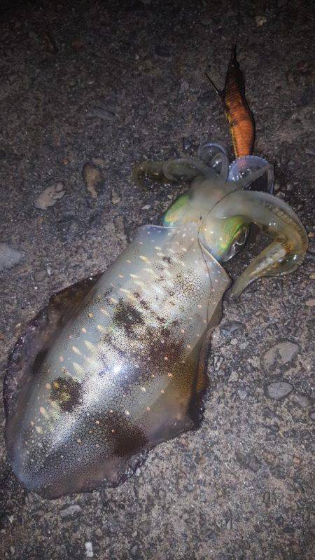 朝マヅメのアオリイカ