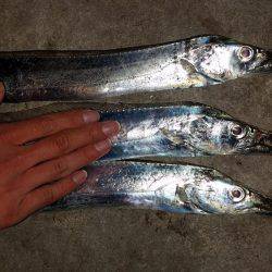 タチウオ調査！