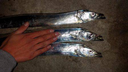 タチウオ調査！