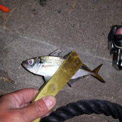 仕事帰りの一時間のアジングで１８匹！！