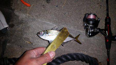 仕事帰りの一時間のアジングで１８匹！！