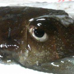 コウちゃん目つき悪