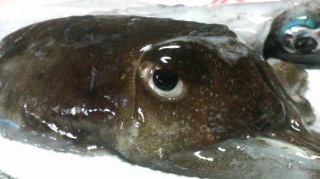 コウちゃん目つき悪