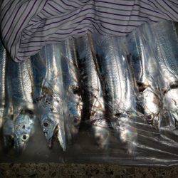 ワインド　ルミノーバ好調❗