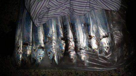 ワインド　ルミノーバ好調❗