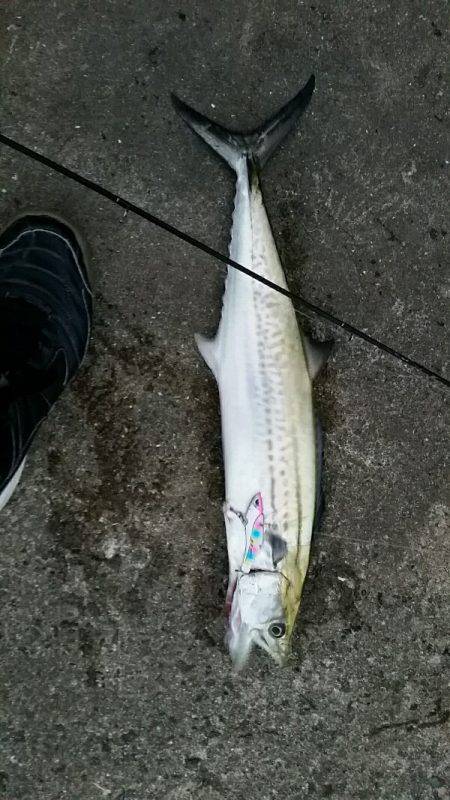 西宮ケーソン　タチウオ不発もサゴシ一発