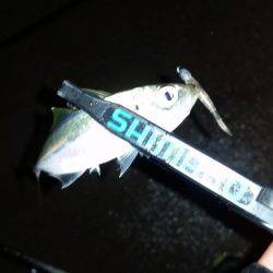 アジング調査♪