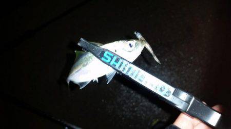 アジング調査♪