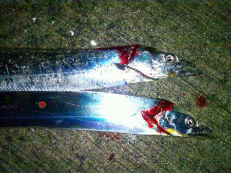 水軒でタチウオ