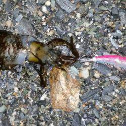 アジングダメ～エギングー