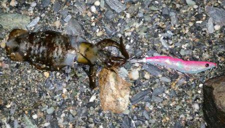 アジングダメ～エギングー