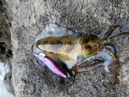 今季2度目の釣行