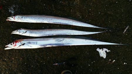 タチナブラ攻略成功。ジャスト1mのドラゴン…