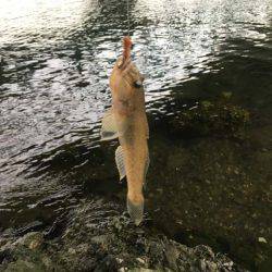 晩秋の良型ハゼはライトタックルで