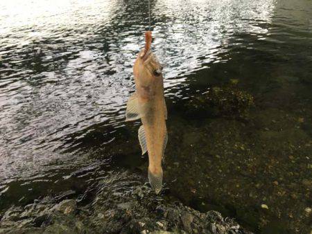 晩秋の良型ハゼはライトタックルで