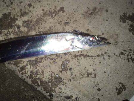 舞洲タチウオ、今日はアカン日？