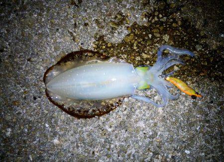 大蔵海岸でエギング