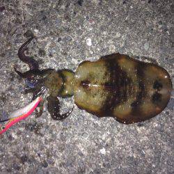 サビキのちヤエン時々エギング