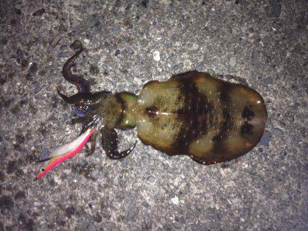 サビキのちヤエン時々エギング