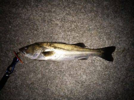 大蔵海岸でサヨリパターンのシーバス