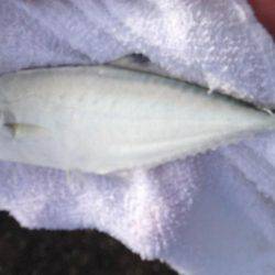 出勤前になんじゃこりゃ！