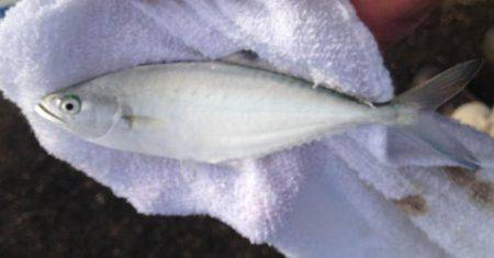 出勤前になんじゃこりゃ！