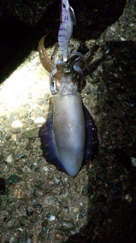 アオリイカ苦戦