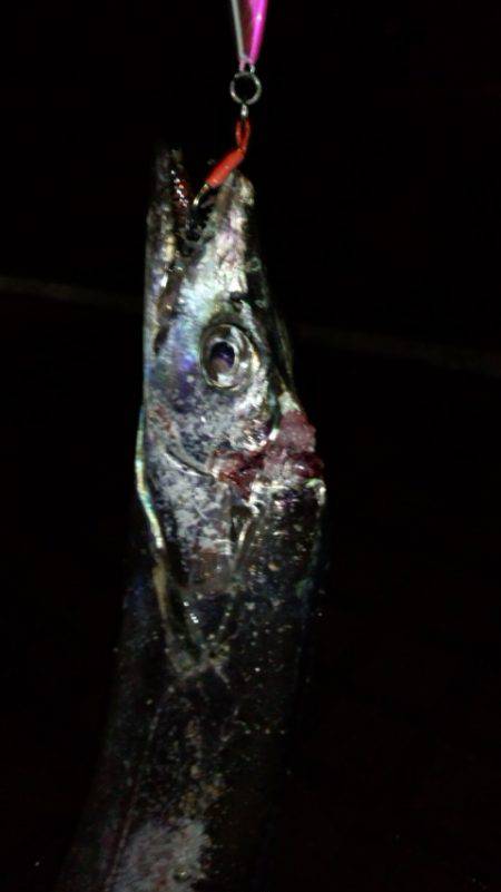 久しぶりタチウオ