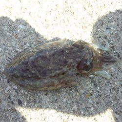 台風後何が釣れるか？